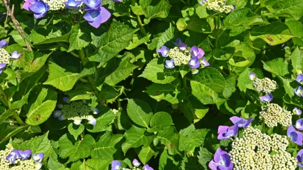 ホームページをリニューアルいたしました